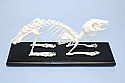 Rabbit Skeleton Real Educational