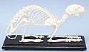 Cat Skeleton Real Educational