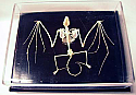 Bat Skeleton Real Educational