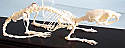 Rat Skeleton Real Educational