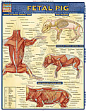 Fetal Pig Chart Illustrated