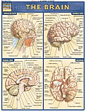 Brain Chart Illustrated