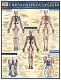 Circulatory System Chart