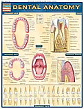 Dental Anatomy Chart