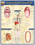 Digestive System Chart