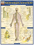 Nervous System Chart