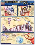 Reproductive System Chart