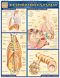 Respiratory System Chart