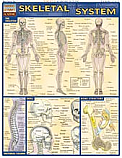 Skeletal System Chart