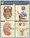 Urogenital System Chart