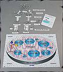 Molecules of Metabolism Kit