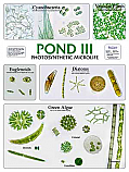 Pond 3 Poster Illustrated