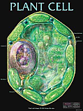 Plant Cell Poster