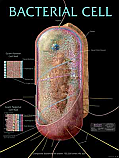 Bacterial Cell Poster