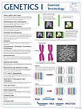 Genetics 1 Poster