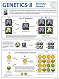 Genetics 2 Chart