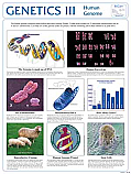 Genetics 3 Poster