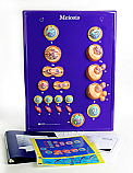 Meiosis Model Activity Set