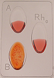 Genetics of Blood Types