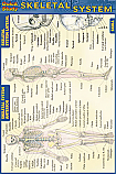 Skeletal System Chart Compact