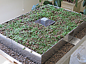 Assemble & Learn Green Roof Model