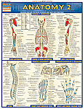 Anatomy 2 Advanced Chart