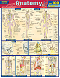 Anatomy Quizzer Chart