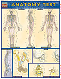 Anatomy Test Chart