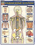 Endocrine System Chart