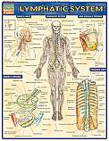 Lymphatic System Chart