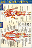 Anatomy Chart Compact