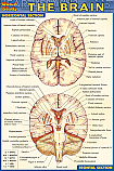 Brain Chart Compact