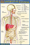 Digestive System Chart Compact