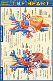 Heart Chart Compact