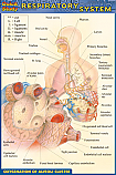 Respiratory System Chart Compact