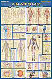 Anatomy Poster Laminated