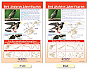 Bird Skeleton Identification Bulletin Board Chart