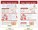 Bones, Muscles & Skin Bulletin Board Chart
