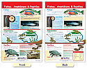 Fishes, Amphibians & Reptiles Bulletin Board Chart