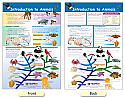 Introduction to Animals Bulletin Board Chart