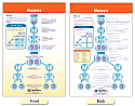 Meiosis Bulletin Board Chart