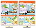 Microlife - Bacteria, Fungi & Protists Bulletin Board Chart
