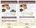 Mole Skeleton Identification Bulletin Board Chart