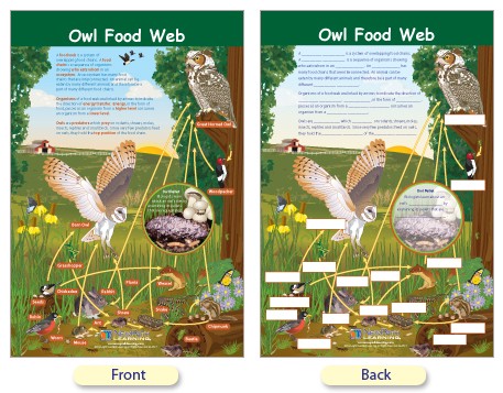 W94 4613 Owl Food Web Bulletin Board Chart