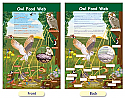 Owl Food Web Bulletin Board Chart