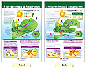 Photosynthesis & Respiration Bulletin Board Chart