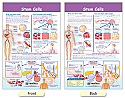 Stem Cells Bulletin Board Chart
