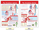 The Circulatory System Bulletin Board Chart