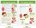 The Digestive System Bulletin Board Chart