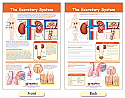 The Excretory System Bulletin Board Chart